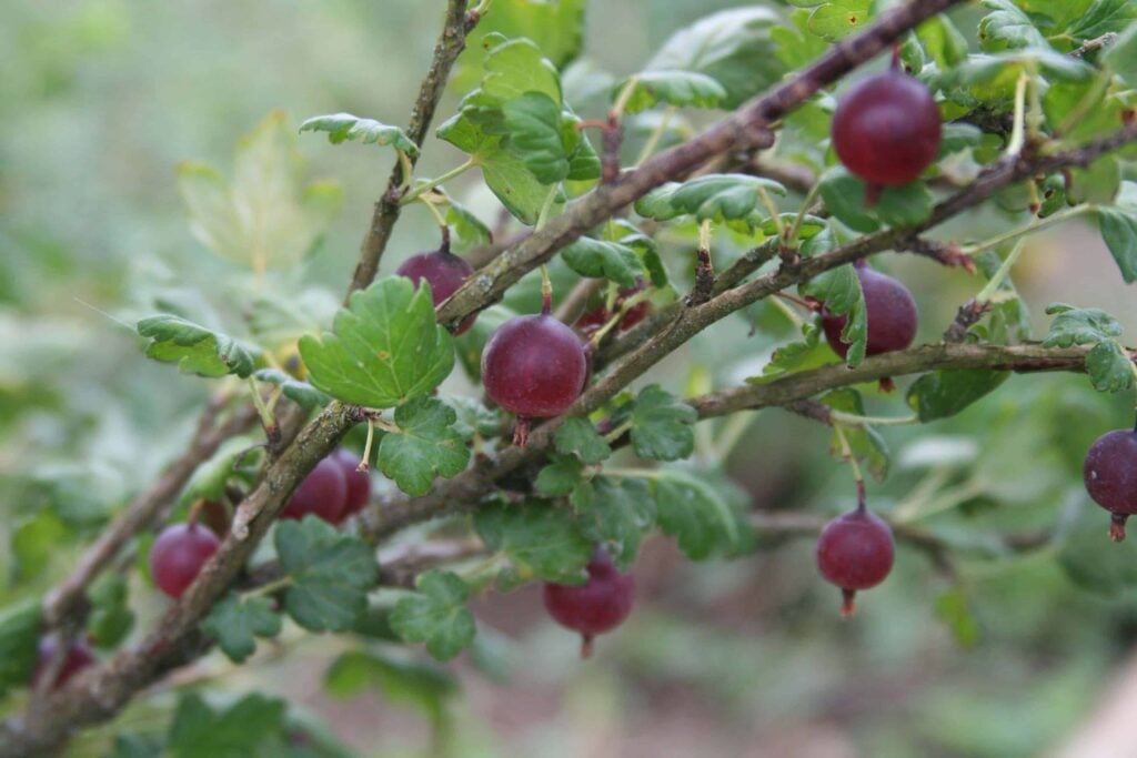 Gooseberry (Sabine) | Berries