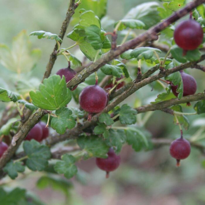 Gooseberry (Sabine)