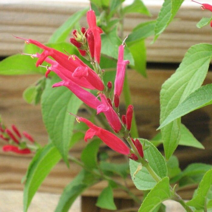 Sage (Pineapple)