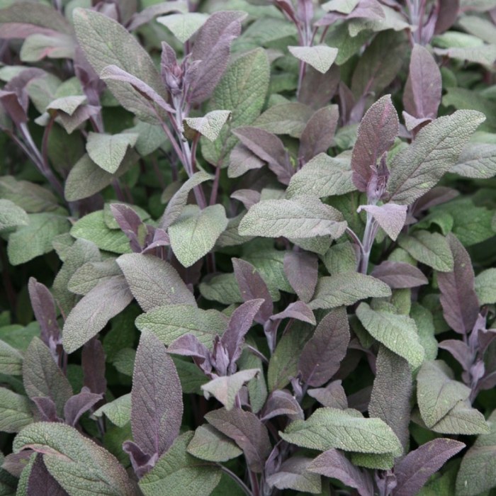 Sage (Purple)