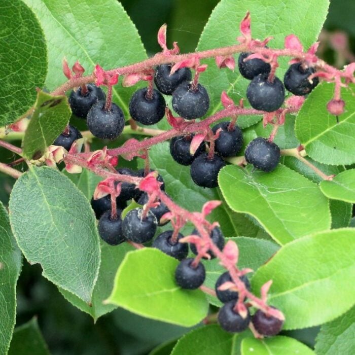 Salal Berry