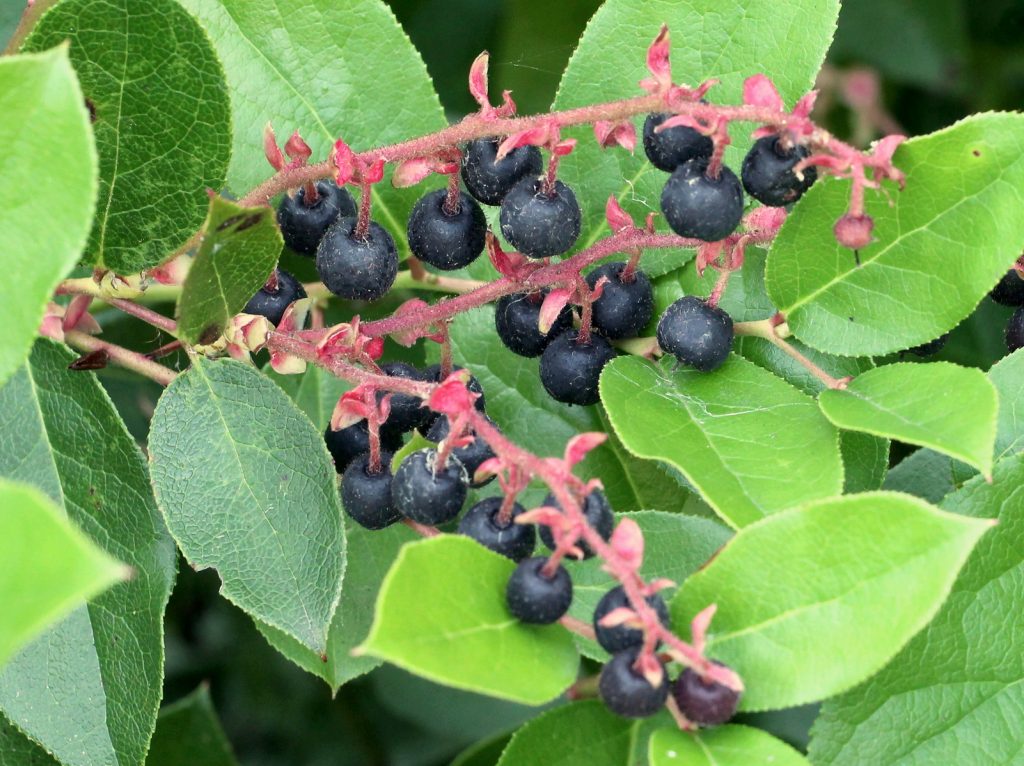 Salal Berry