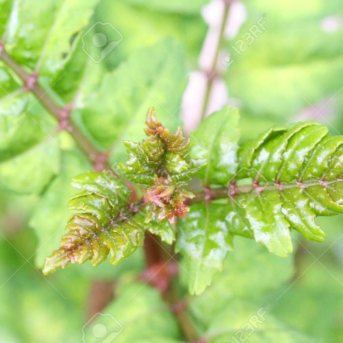 Sansho Japanese Pepper