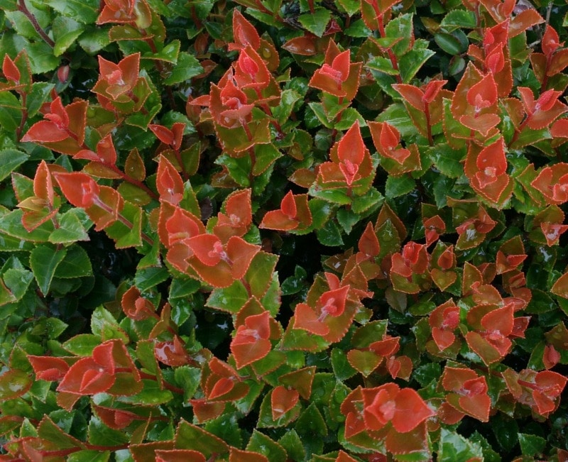 Evergreen Huckleberry (Scarlet Ovation)