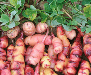 Oca (Rainbow)