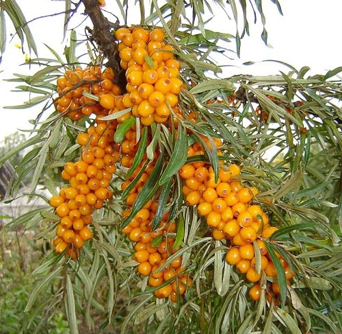 Seaberry (Sea Buckthorn) – Askola