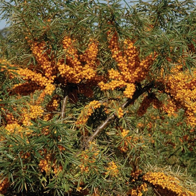 Seaberry (Sea Buckthorn) Frugana