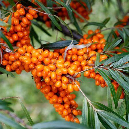 Seaberry (Sea Buckthorn) – Kim’s Prize