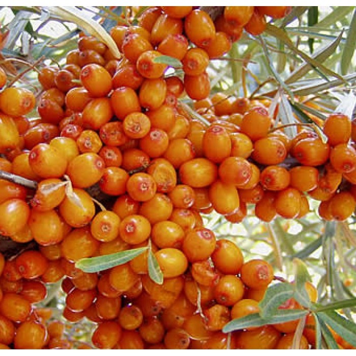 Seaberry (Orange Energy)