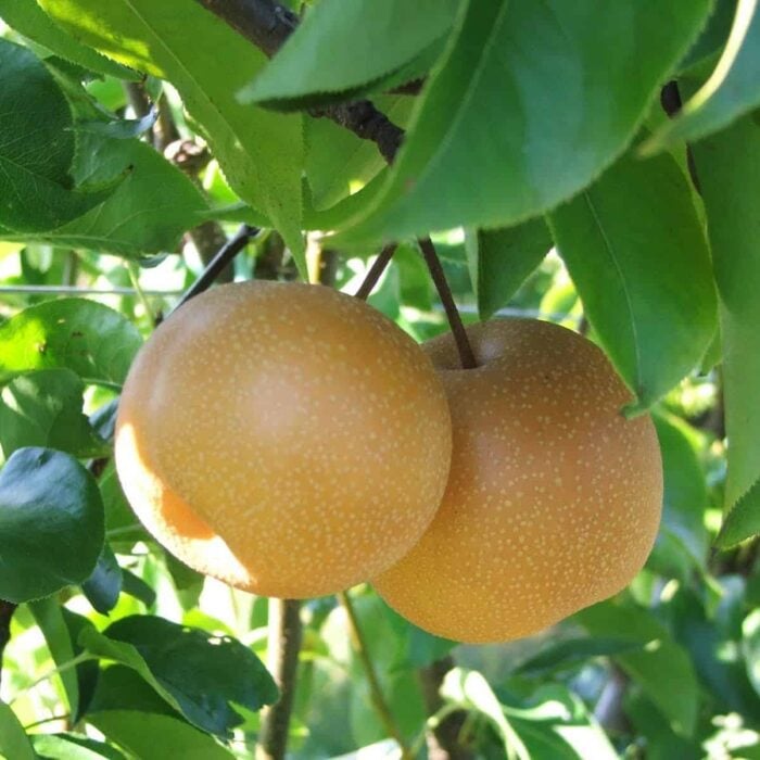 Asian Pear (Shinko)