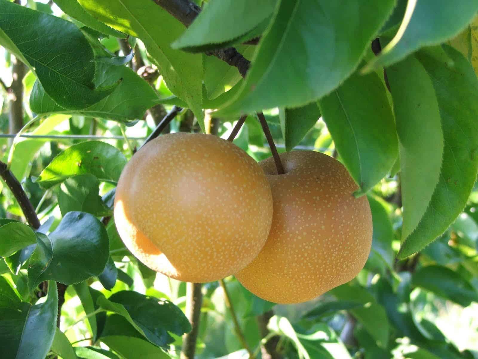 Asian Pear (Shinko)