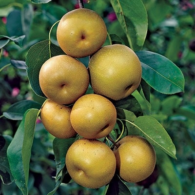 Asian Pear Tree (Shinseiki)