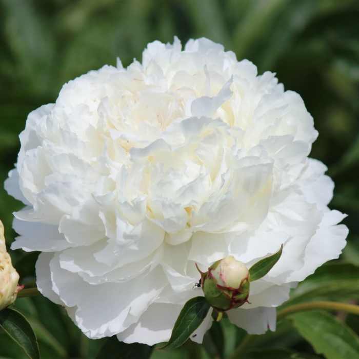 Peony (Shirley Temple)