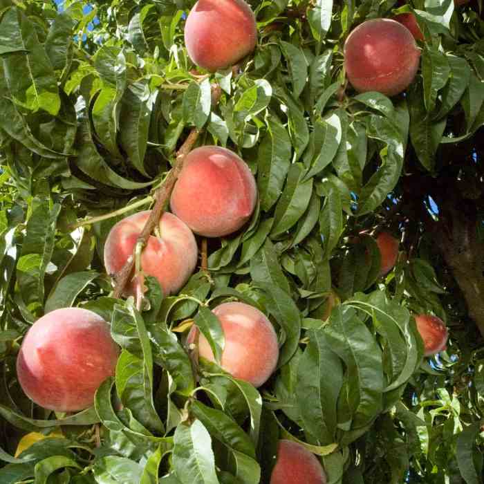 White Peach (Snow Beauty)