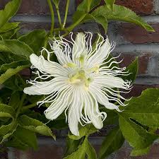Snowpop&trade; Passion Flower