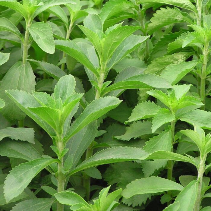 Stevia Plant