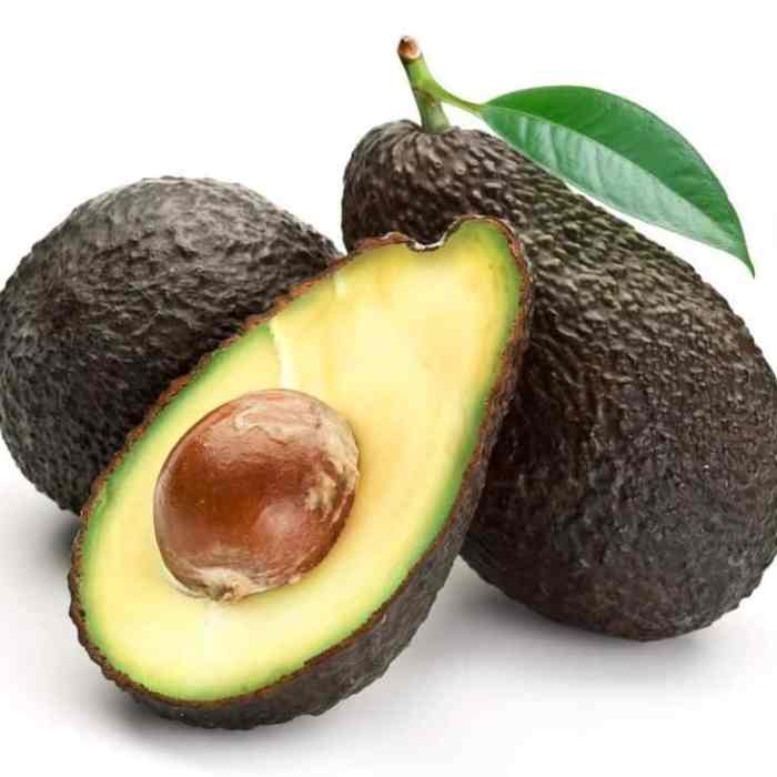 Avocado (Stewart)- Cold Hardy Avocado