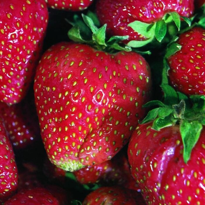 Strawberry (Quinault Everbearing)