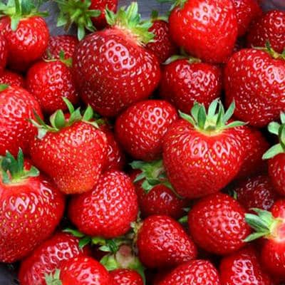 Strawberry (Tristar Everbearing)