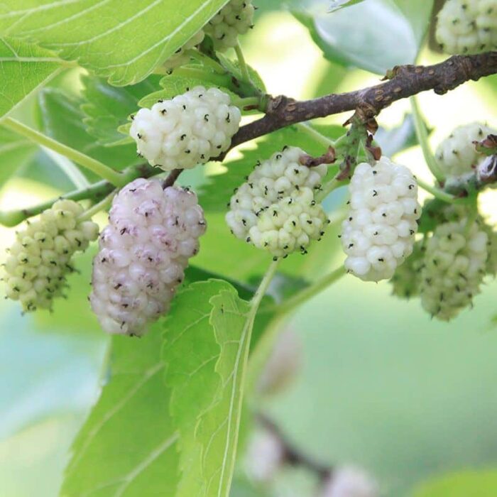 Mulberry (Sweet Lavender)