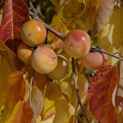 American Persimmon Tree (Szukis)