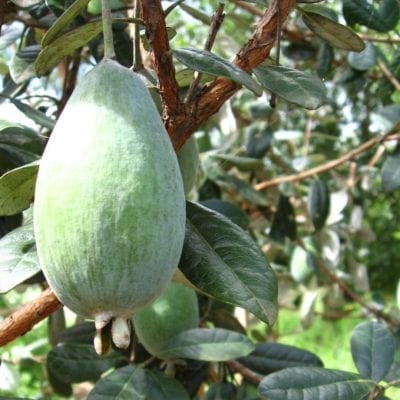 Pineapple Guava (Takaka ™ )