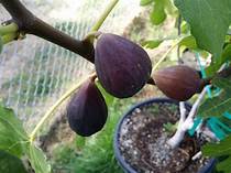 Fig Tree (Takoma Violet)