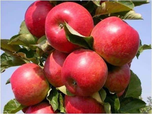 Columnar Apple Tree (Tasty Red)