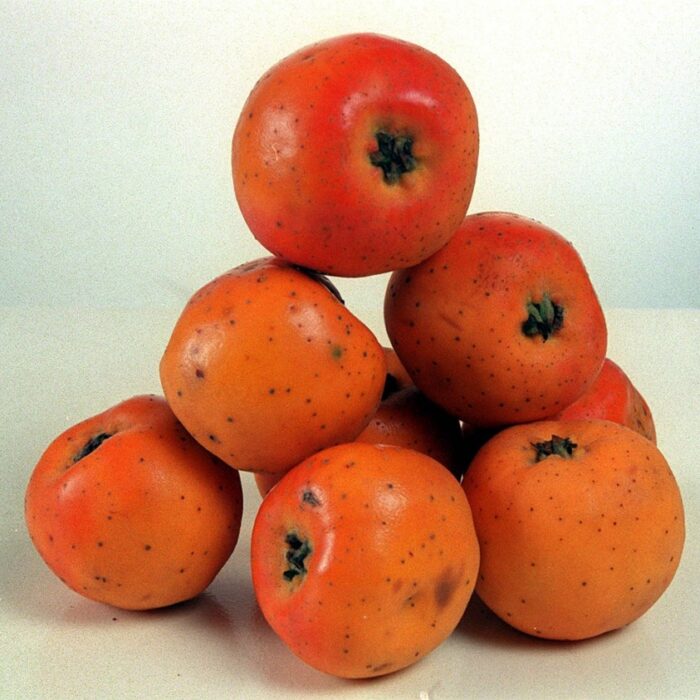 Tejocote (Red Fruit)