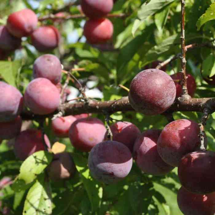 Plum Tree (Toka)