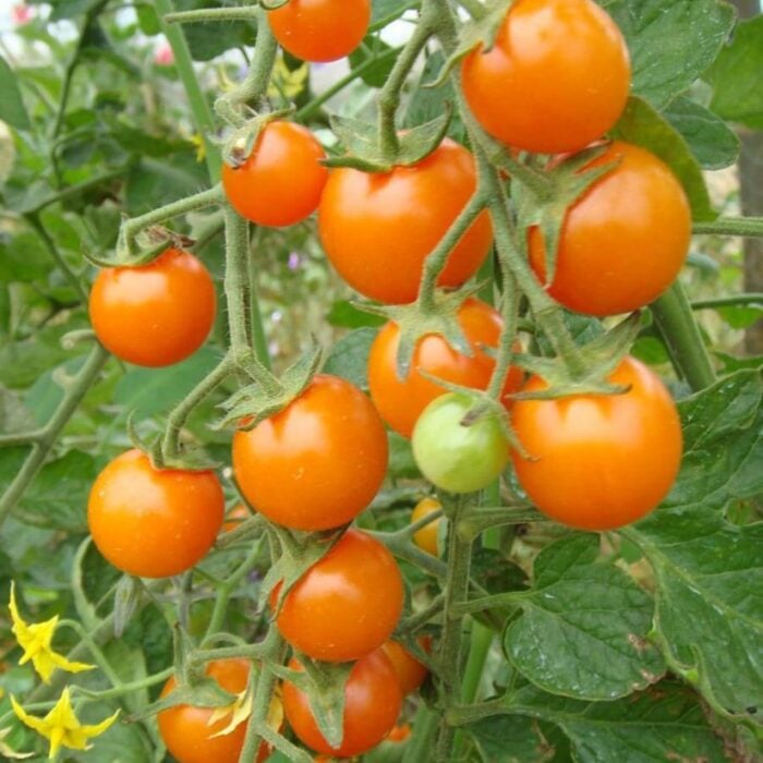 Tomato (Sungold)