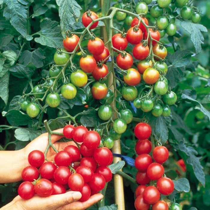 Tomato (Sweet Million)