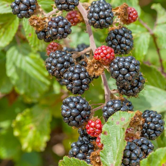 Blackberry (Triple Crown)