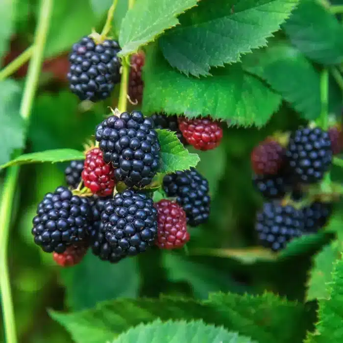 Blackberry (Von Thornless)