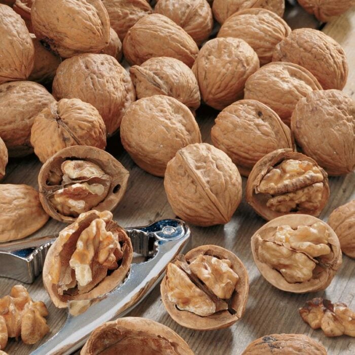 Walnut Tree (Carpathian)