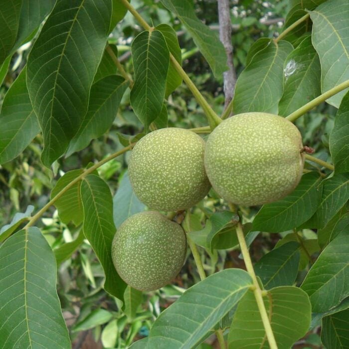 Walnut Tree (Manregion)