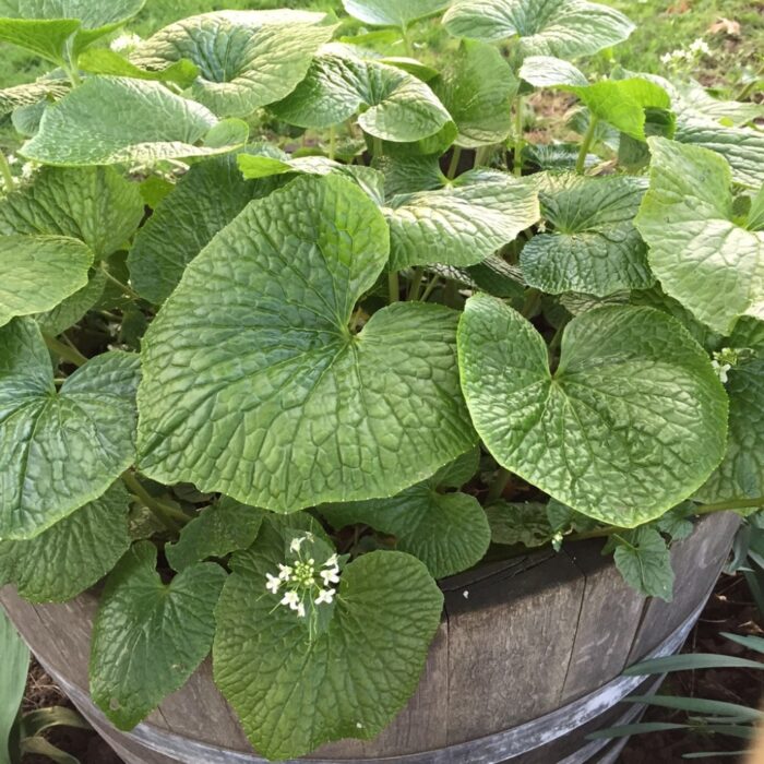 Wasabi (Daruma)