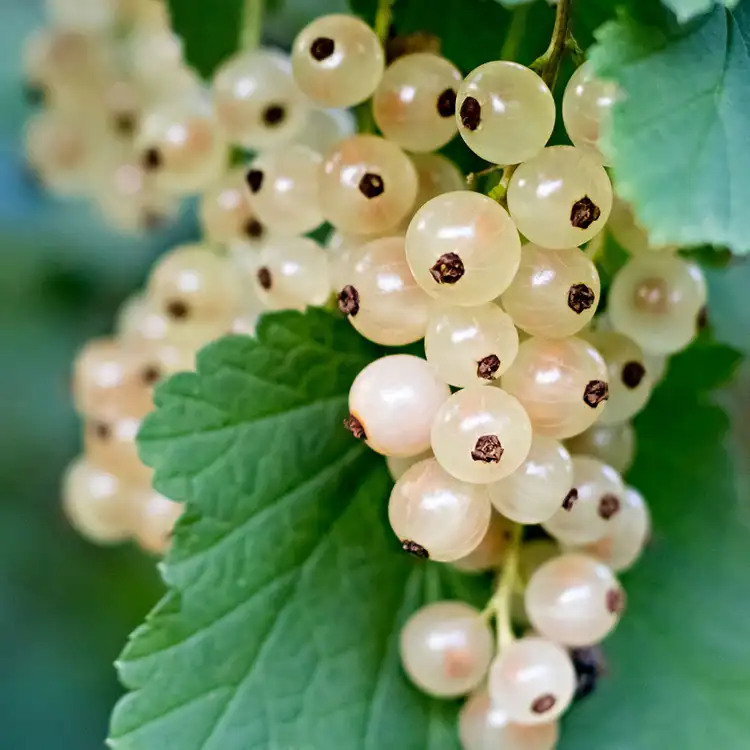 White Currant (1301)