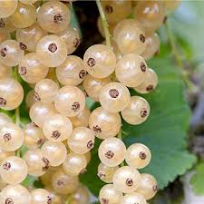 White Currant (Primus)