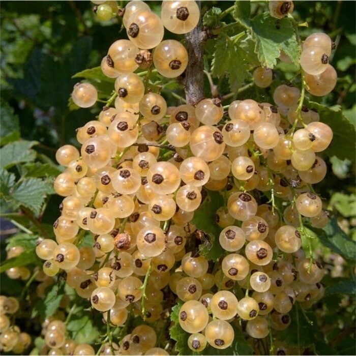 White Currant (White Pearl)