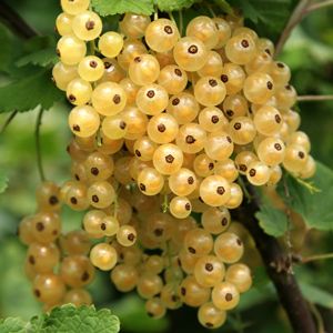 White Currant (Zitavia)