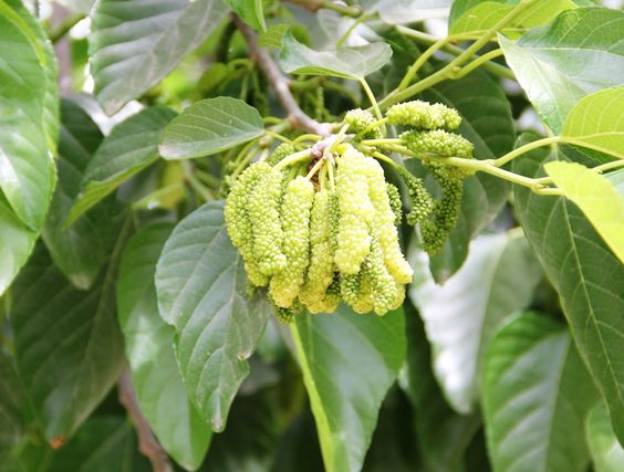 White Pakistan Mulberry