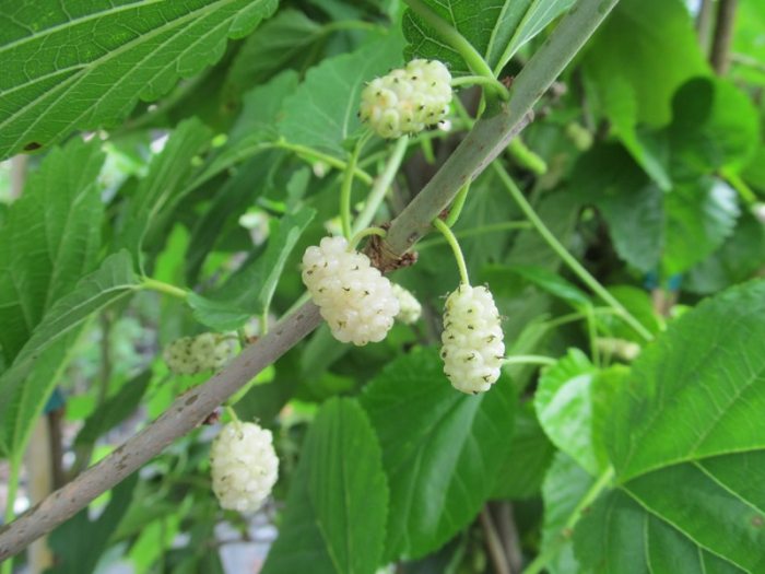 White Persian Mulberry