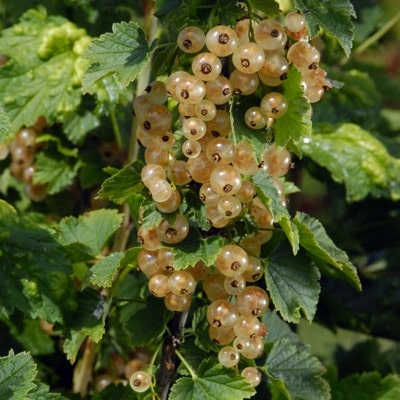 White Currant (White Transparent)
