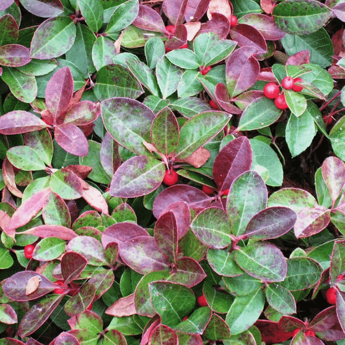 Wintergreen (Cherry Berries)