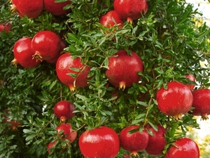 Pomegranate Tree (Wonderful)