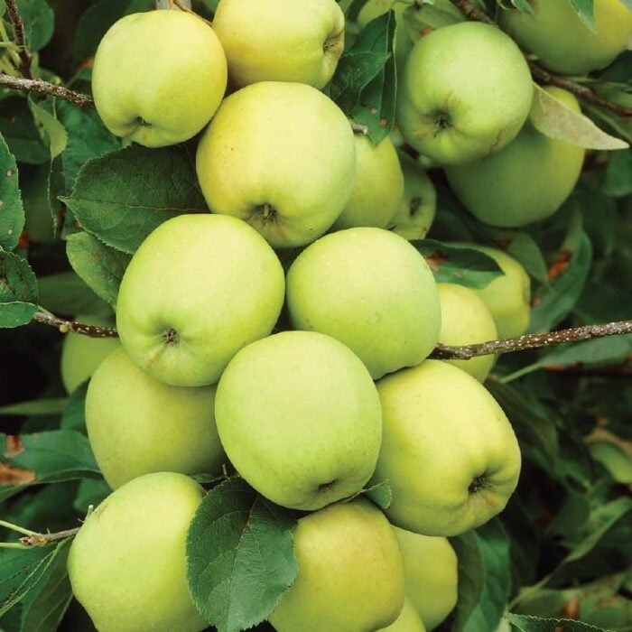 Apple Tree (Yellow Transparent)