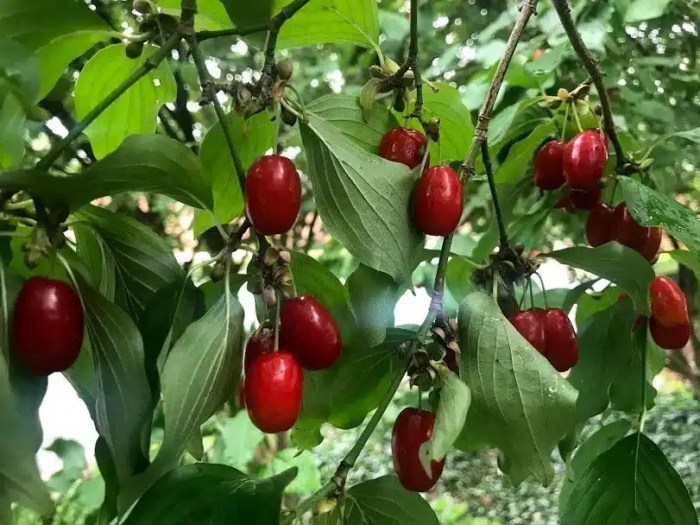 Cornelian Cherry Bundle