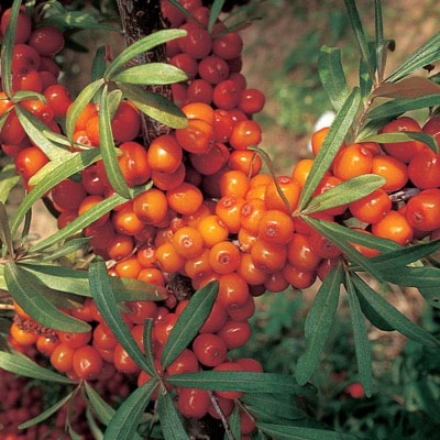 Seaberry (Sea Buckthorn) – Botanica