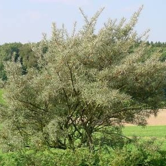 Seaberry (Male Sea Berry)